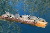 black turtles on body of water