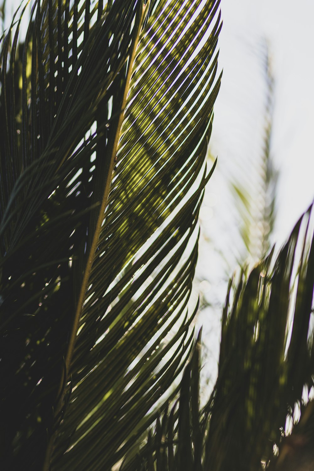 green palm tree during daytime