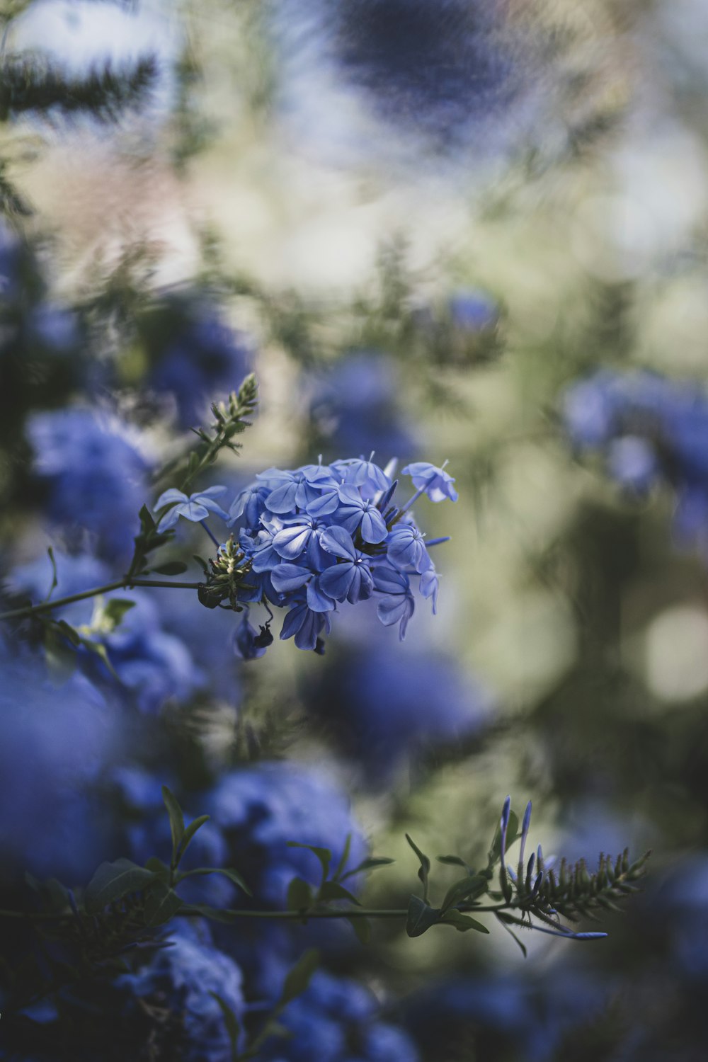 blue flower in tilt shift lens