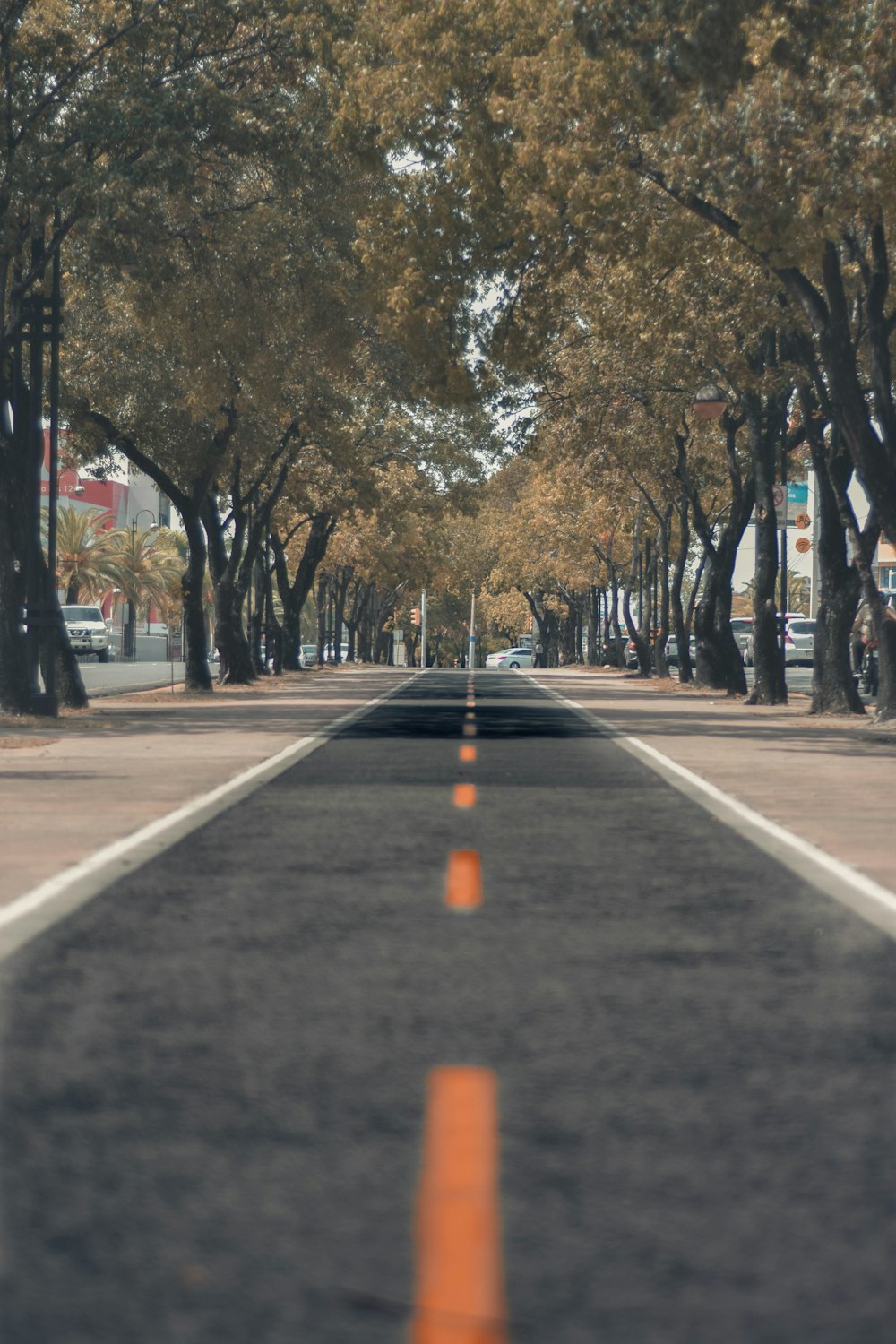 brown trees on gray concrete road during daytime