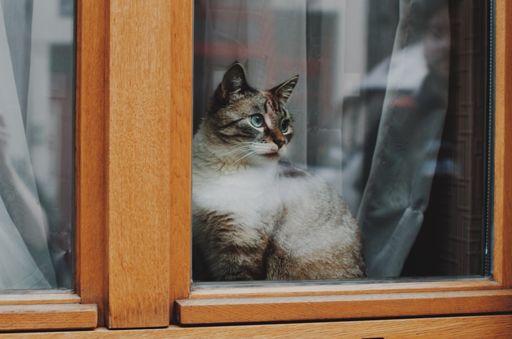 white and brown cat on brown wooden window