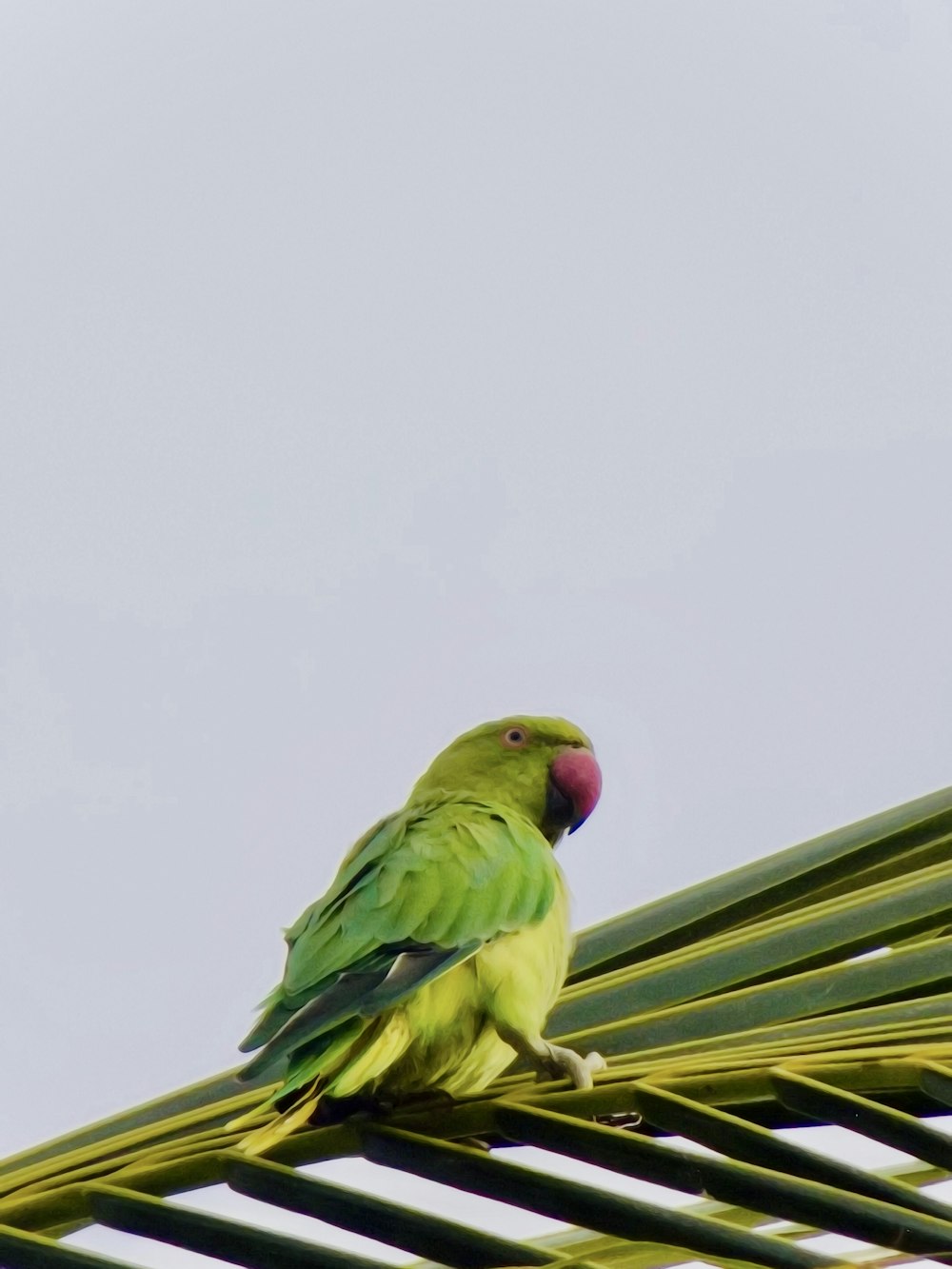 green bird on brown stick
