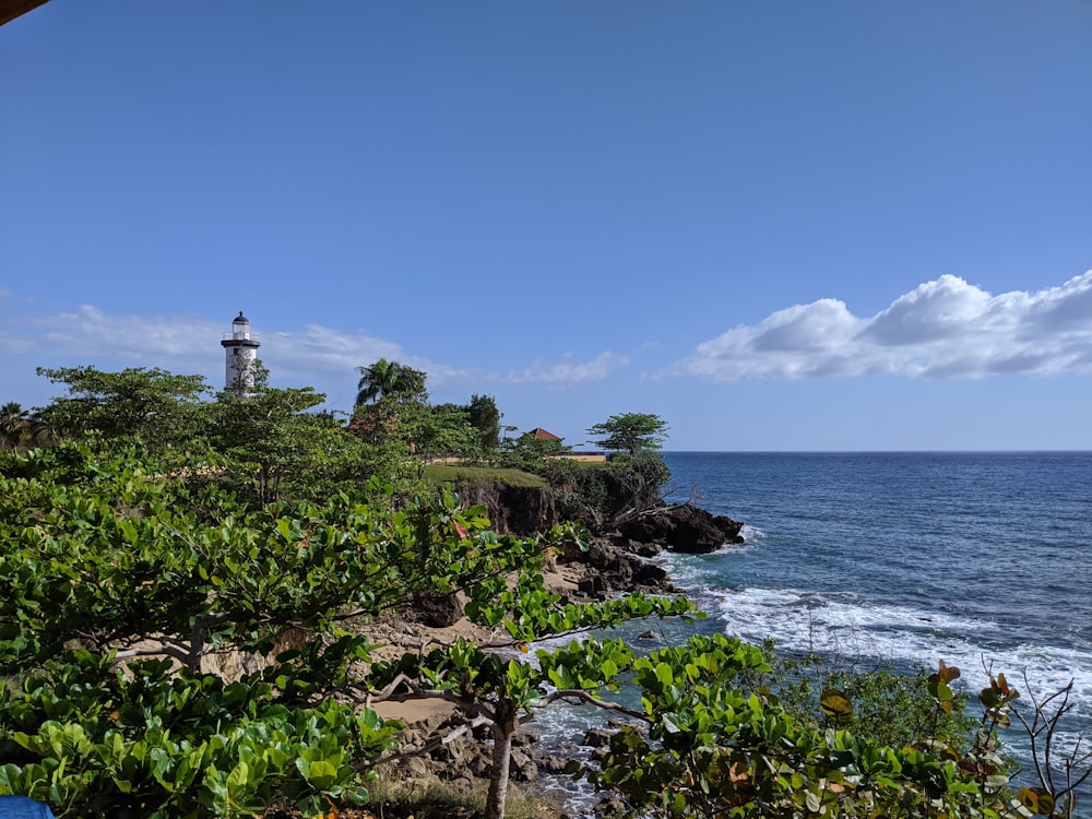 green trees on island during daytime