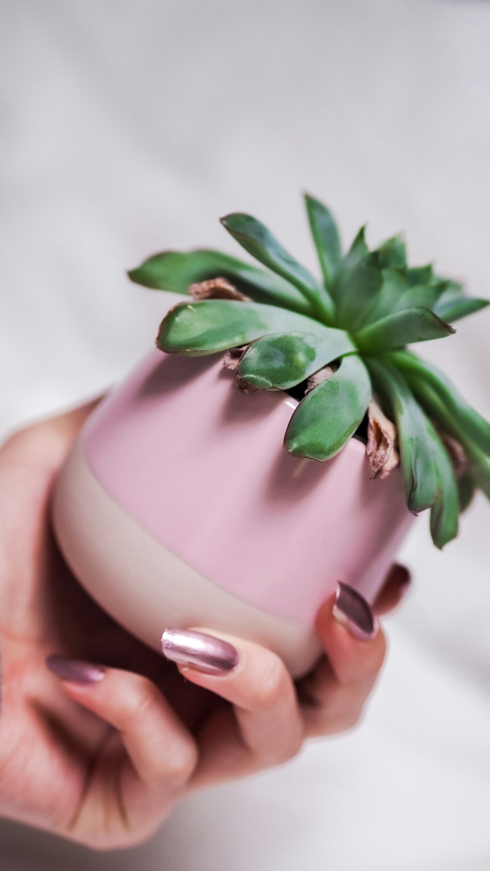 a woman holding a pink vase with a plant in it