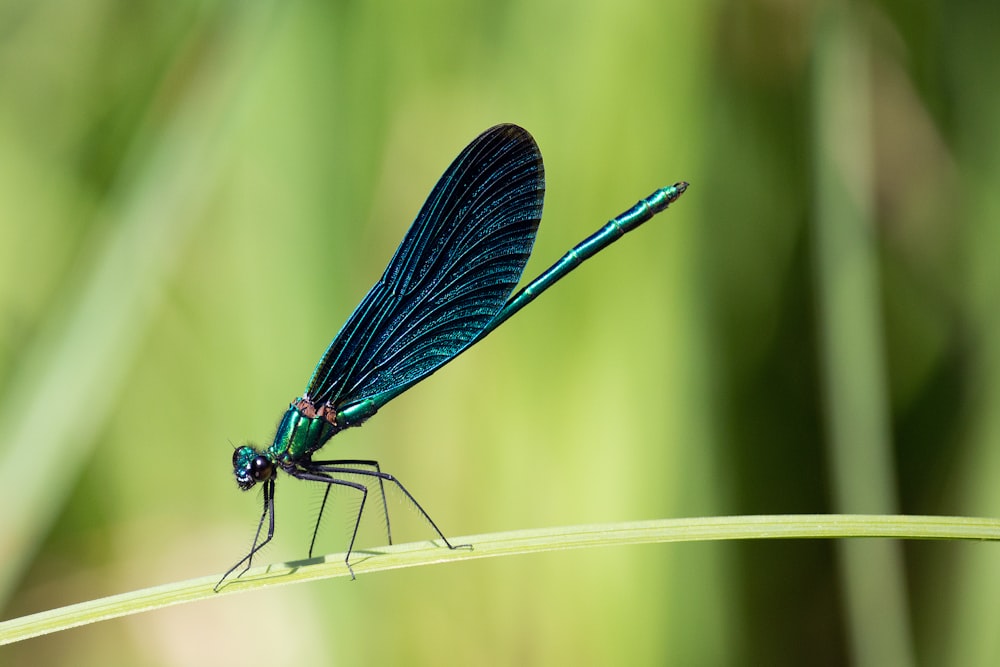 blue damselfly perched on green leaf in close up photography during daytime