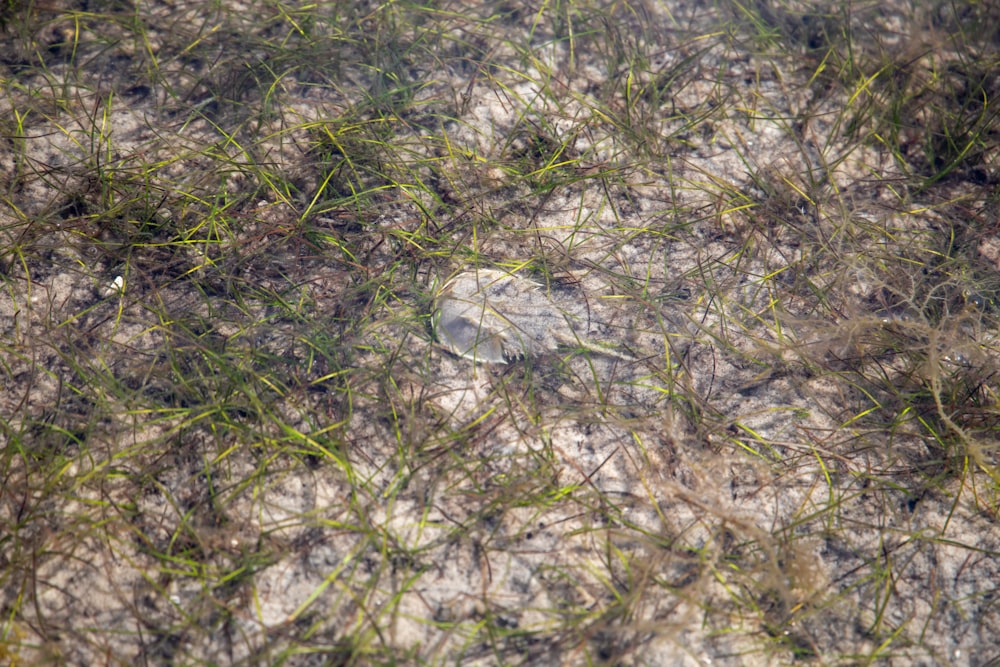 green grass with water droplets