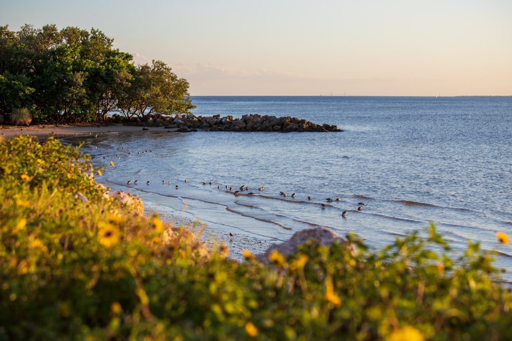 yellow flowers on beach shore during daytime