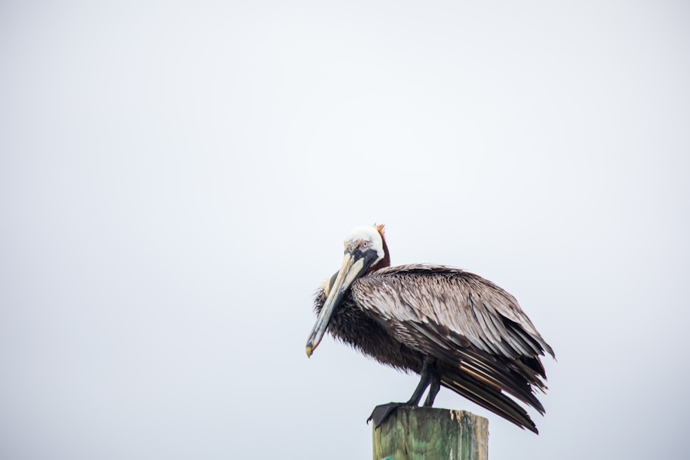 white and black pelican on green wooden post