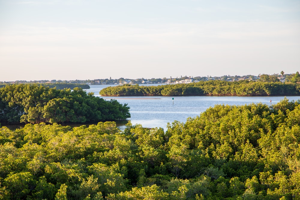 green trees near body of water during daytime