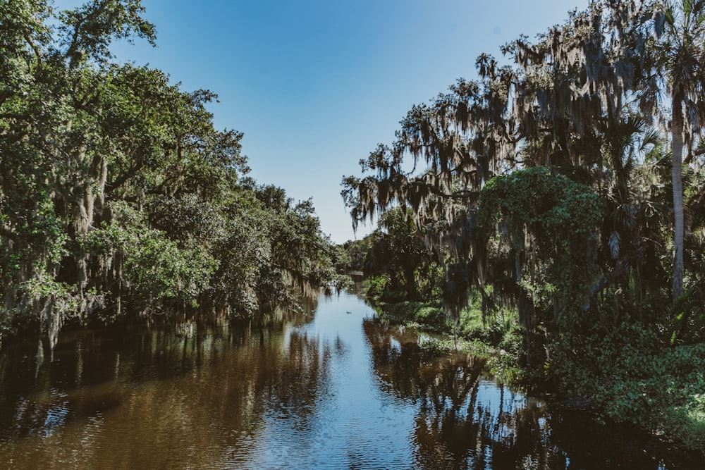 green trees beside river under blue sky during daytime