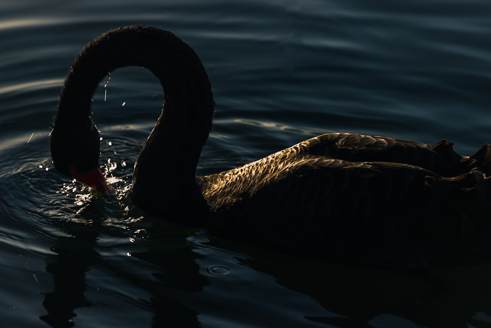 Cigno nero sull'acqua durante il giorno