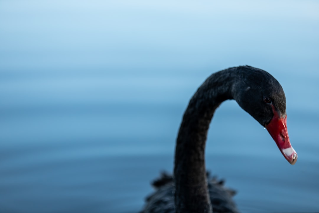 black swan on water during daytime