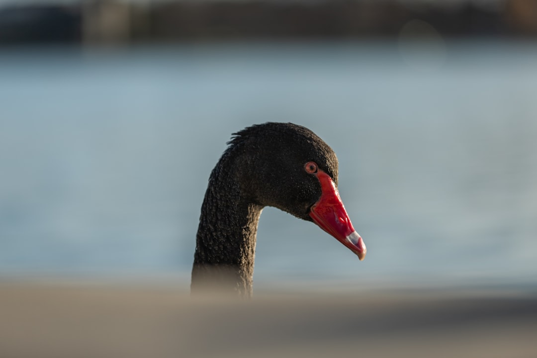 black swan on water during daytime