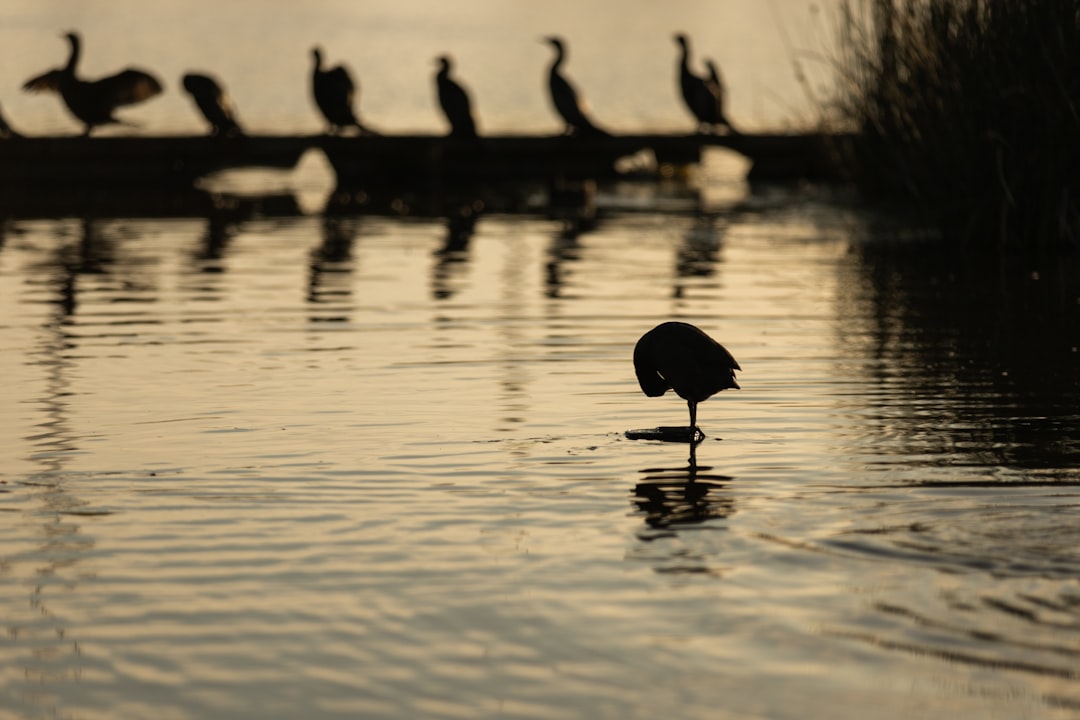 silhouette of birds on water during daytime