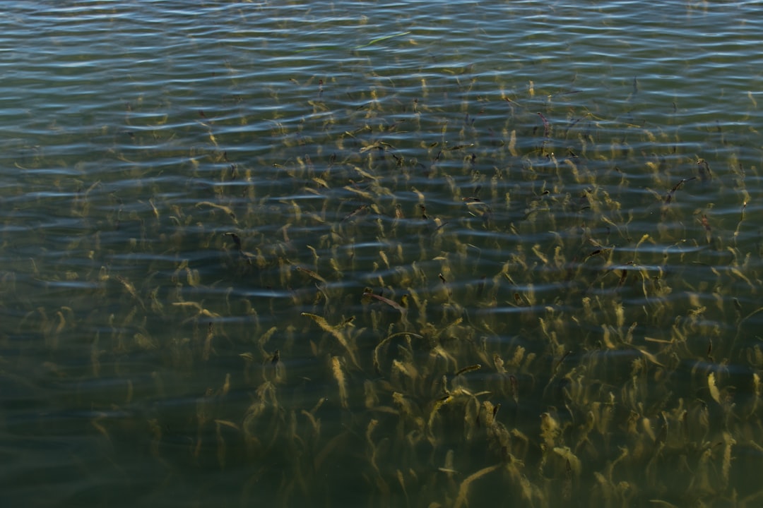 body of water during daytime