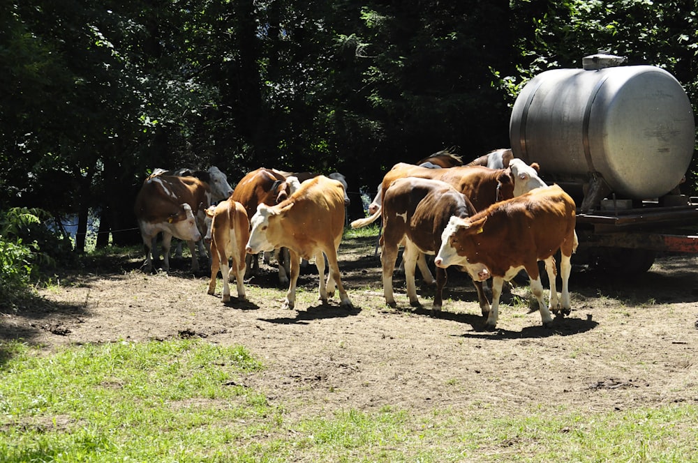 herd of cow on green grass field during daytime