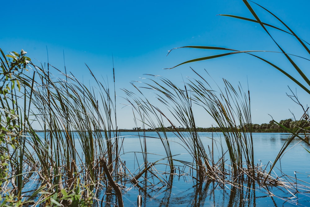 green grass on water under blue sky during daytime