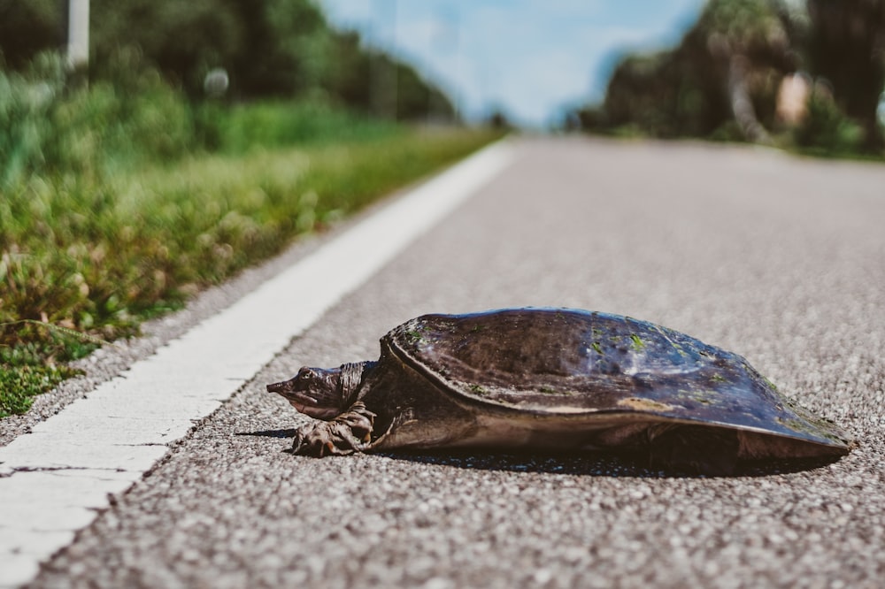 Tortuga marrón y verde en carretera de concreto gris durante el día