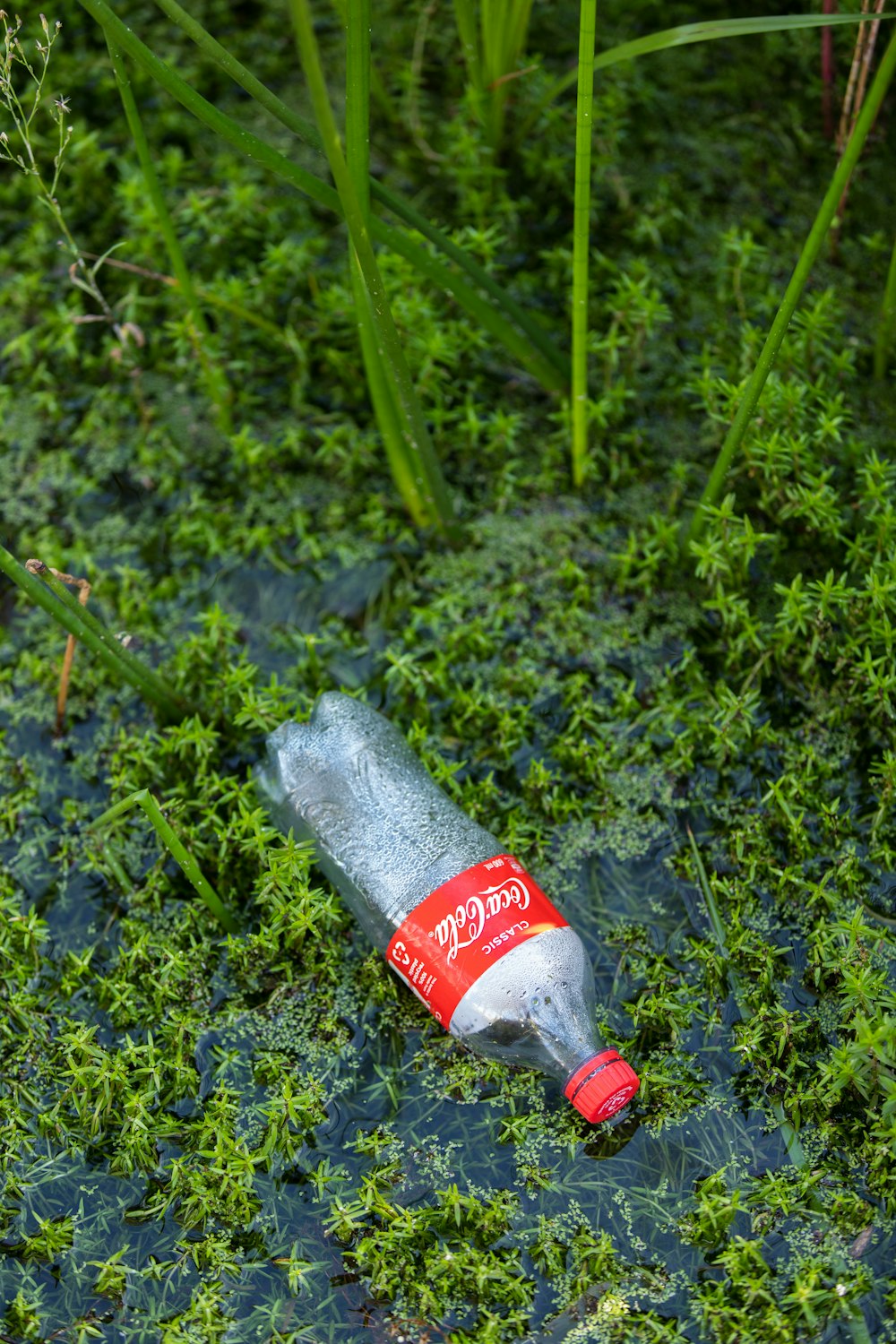 coca cola bottle on green grass