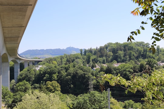 green trees near body of water during daytime in Felsenau Switzerland