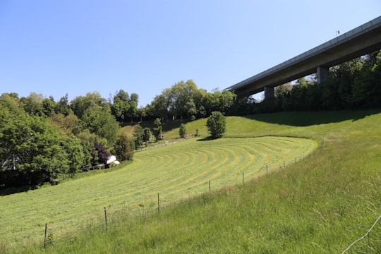 green grass field under blue sky during daytime in Felsenau Switzerland