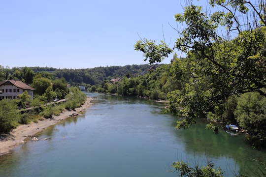 green trees beside river under blue sky during daytime in Felsenau Switzerland