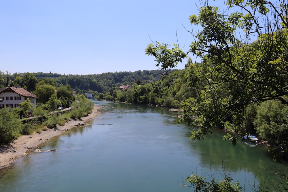 green trees beside river under blue sky during daytime