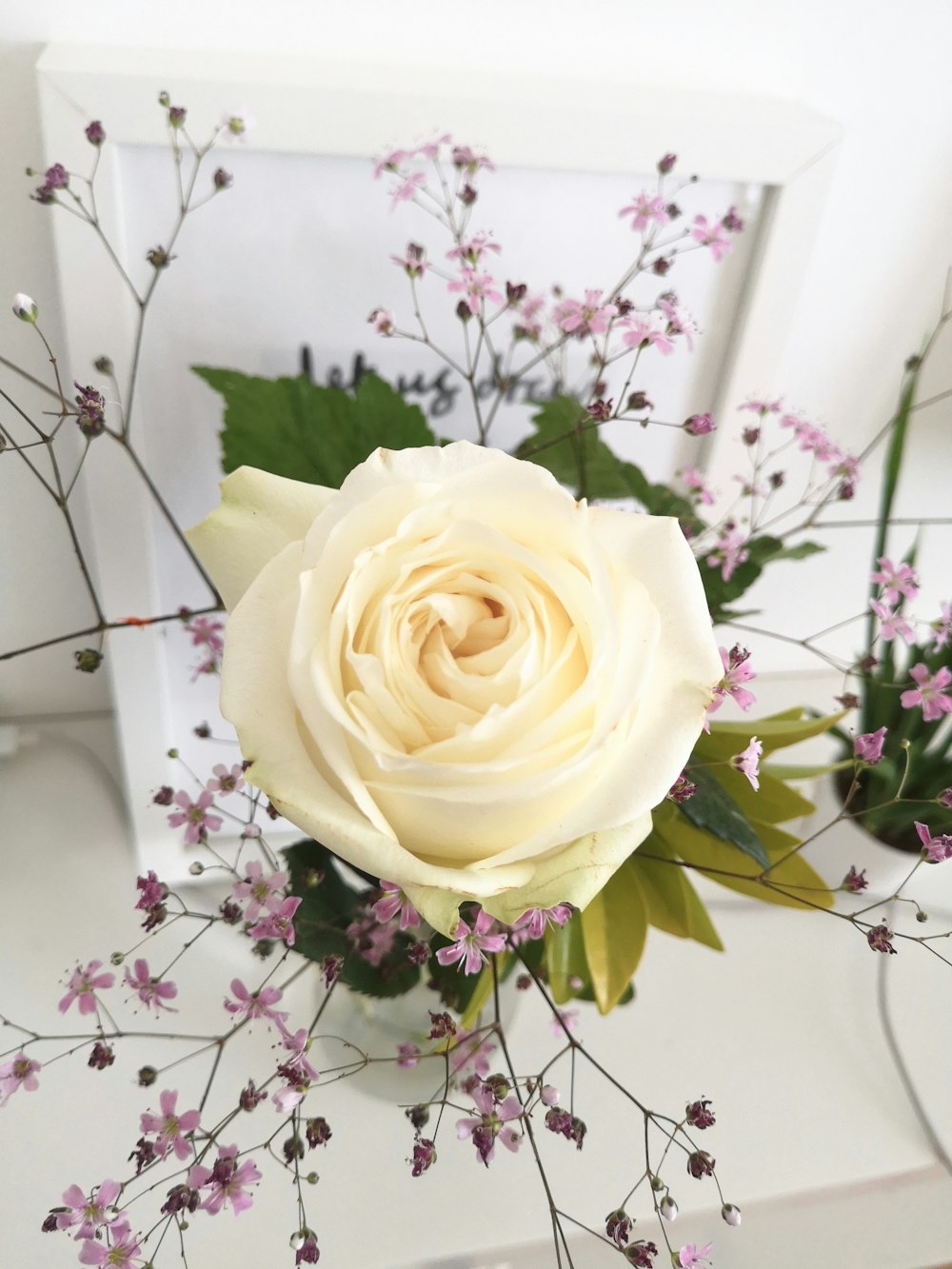 white rose in bloom close up photo