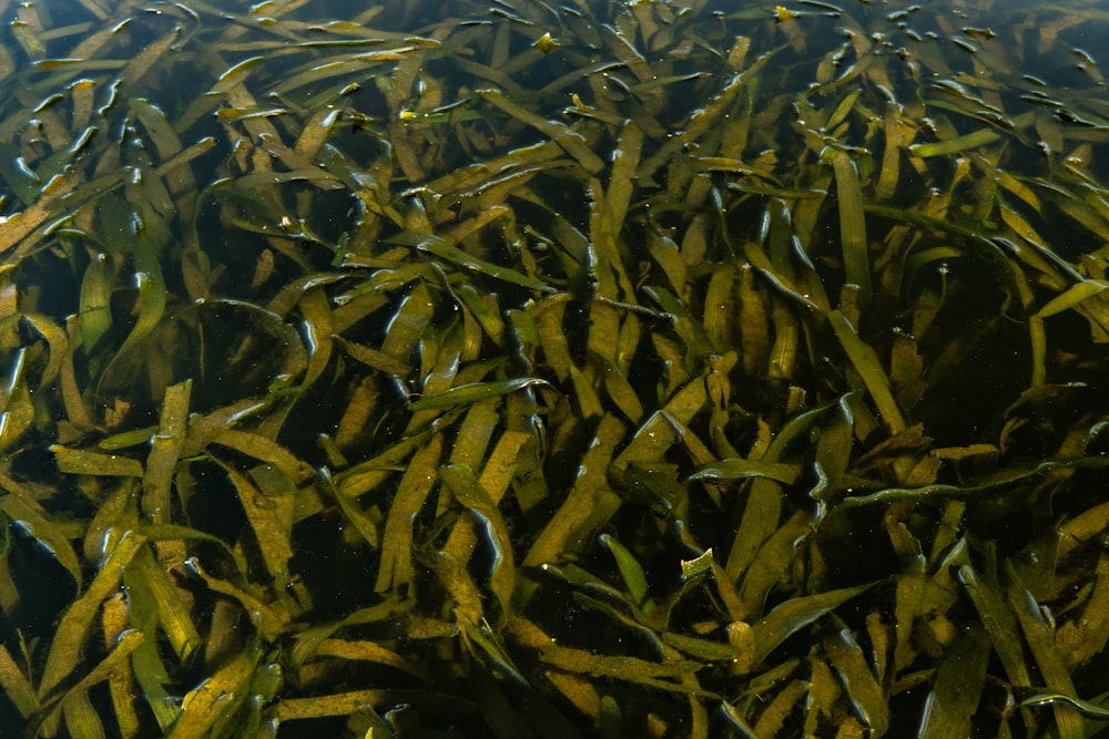 green plant leaves on water