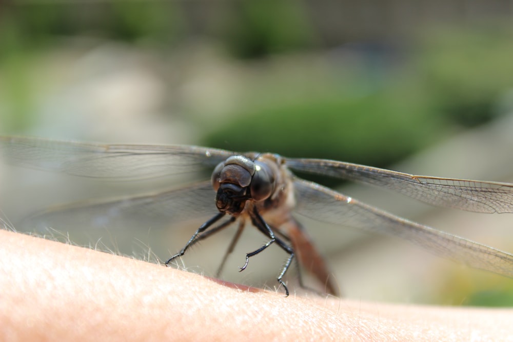brown and black dragonfly on human skin in close up photography during daytime