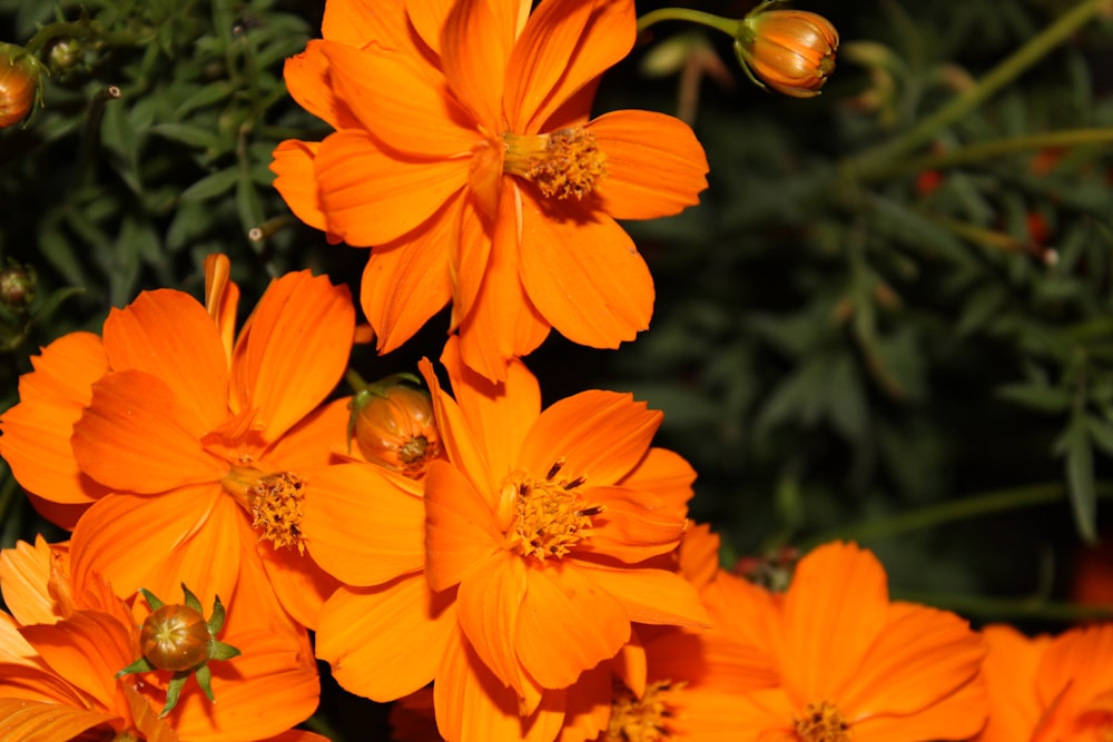 orange flower in tilt shift lens