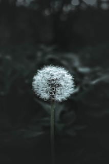 white dandelion in close up photography