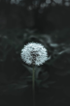 white dandelion in close up photography