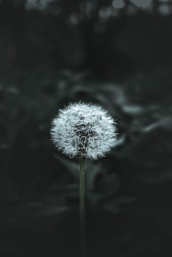 white dandelion in close up photography