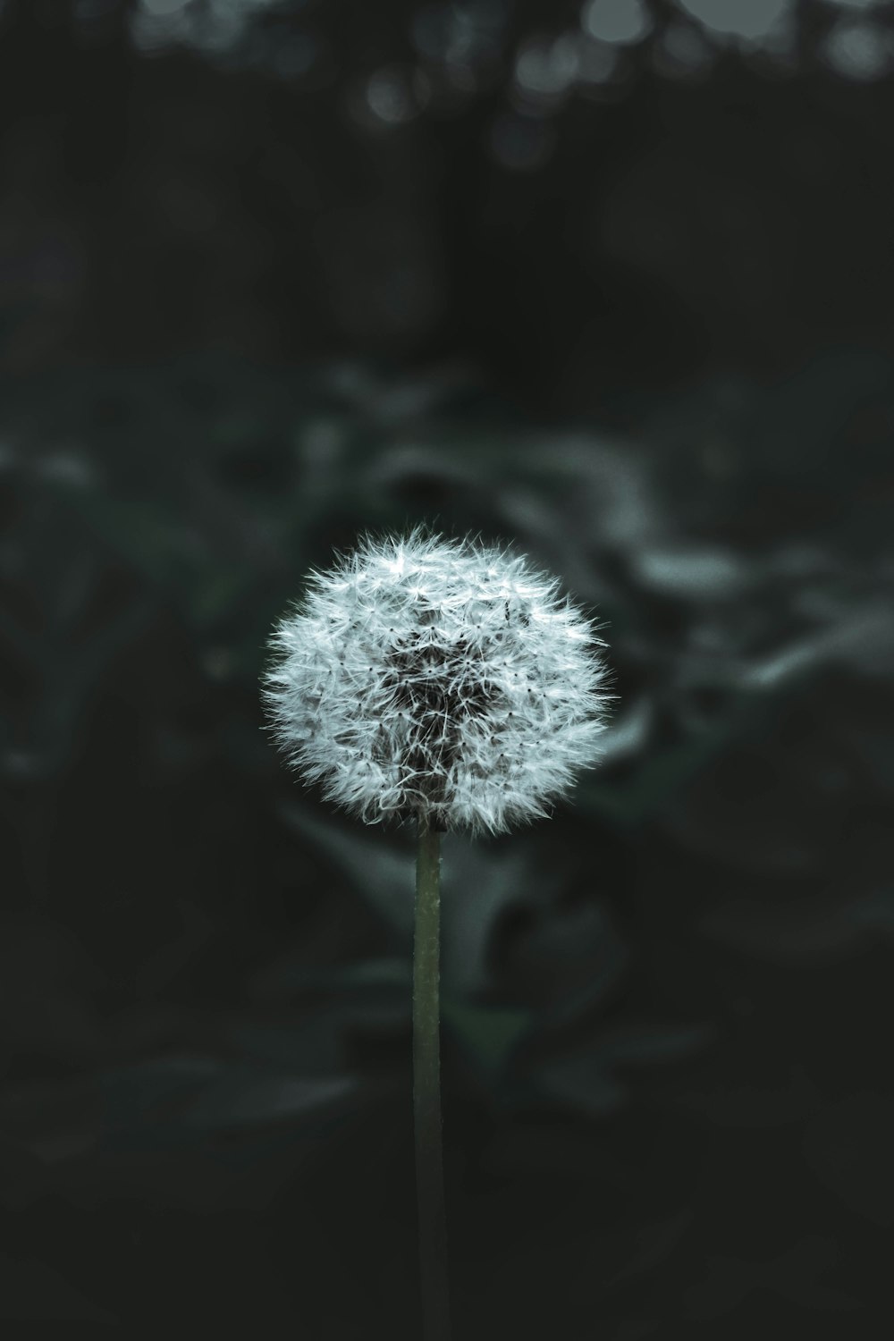 white dandelion in close up photography