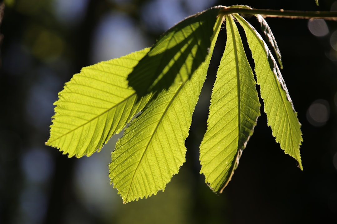 Gifts of Mother Earth: Fresh translucent chestnut leaves in warm spring sun.