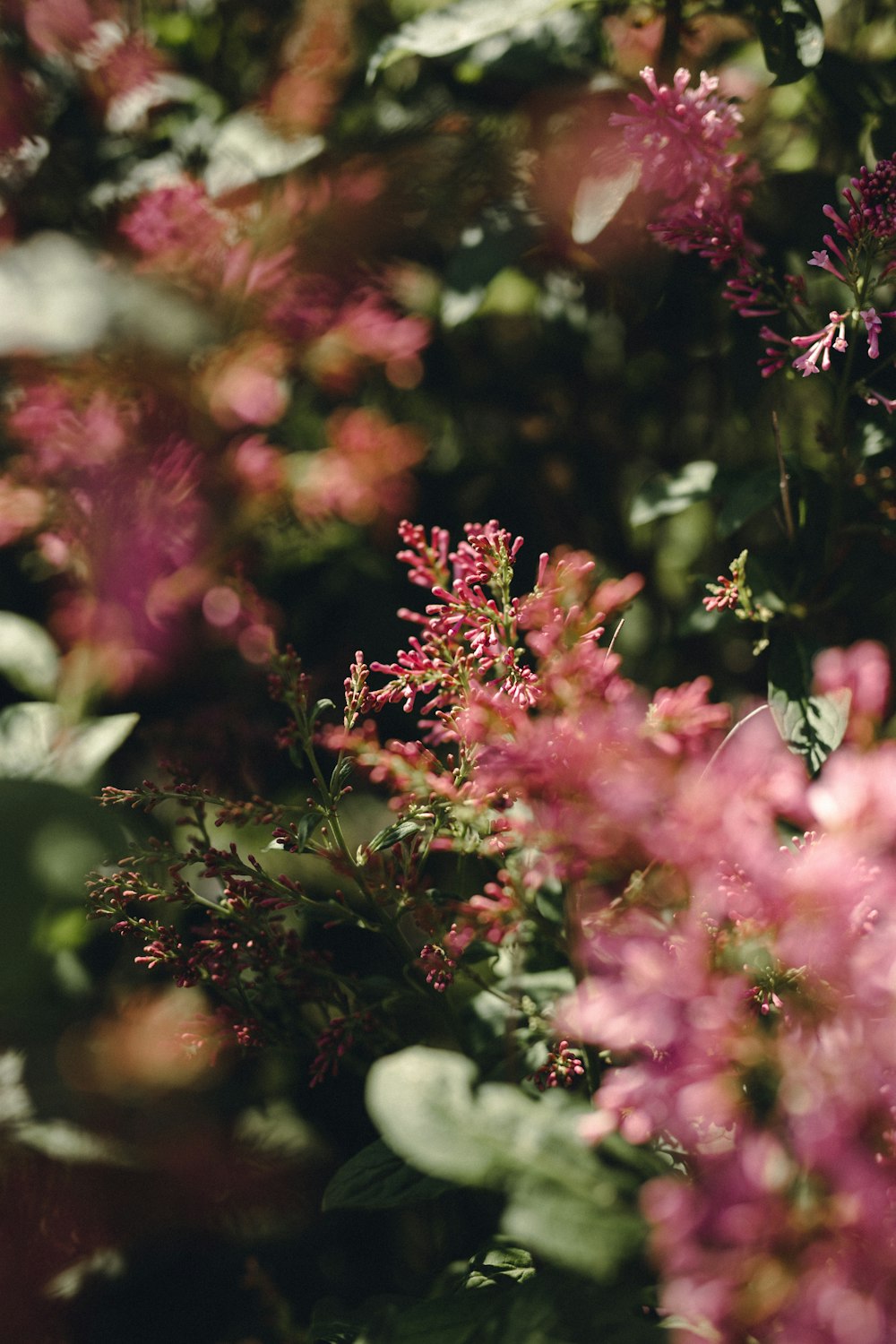 pink and white flowers in tilt shift lens