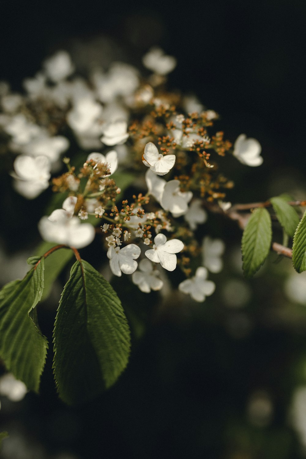 white flowers with green leaves