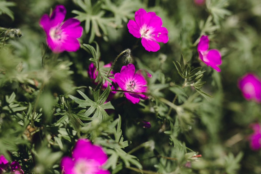 purple flower with green leaves