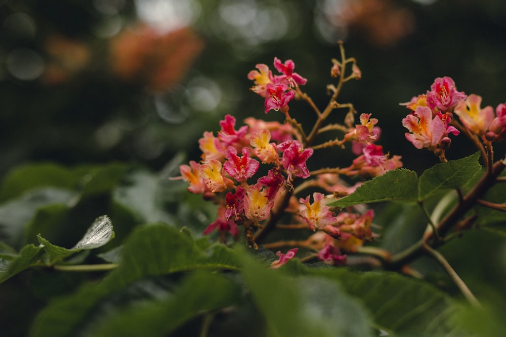 pink flowers in tilt shift lens