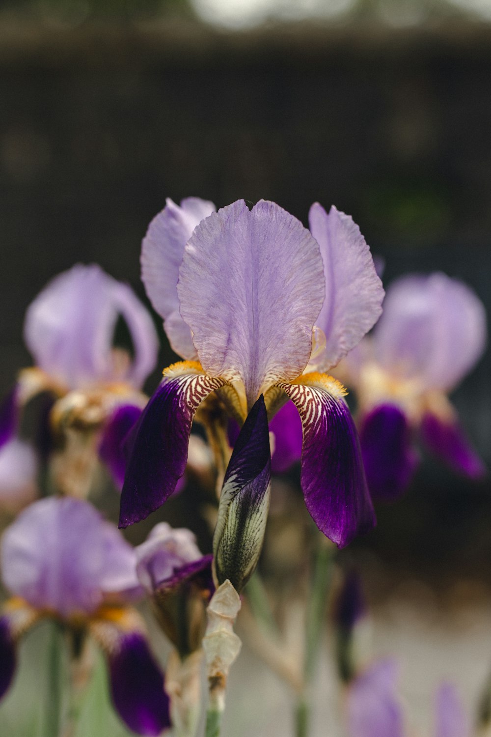 purple and white flower in tilt shift lens