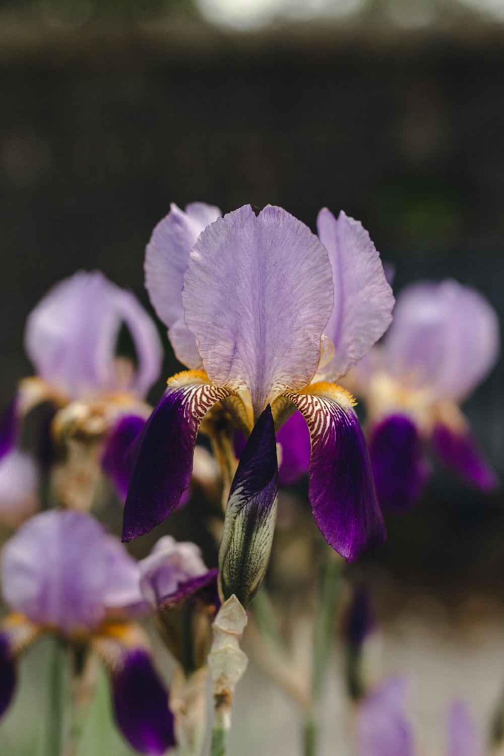 Fleur violette et blanche dans lentille à décalage inclinable