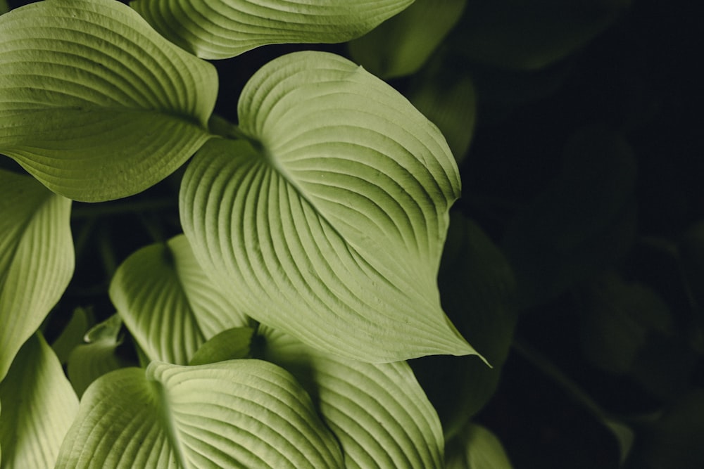 green leaf plant in close up photography