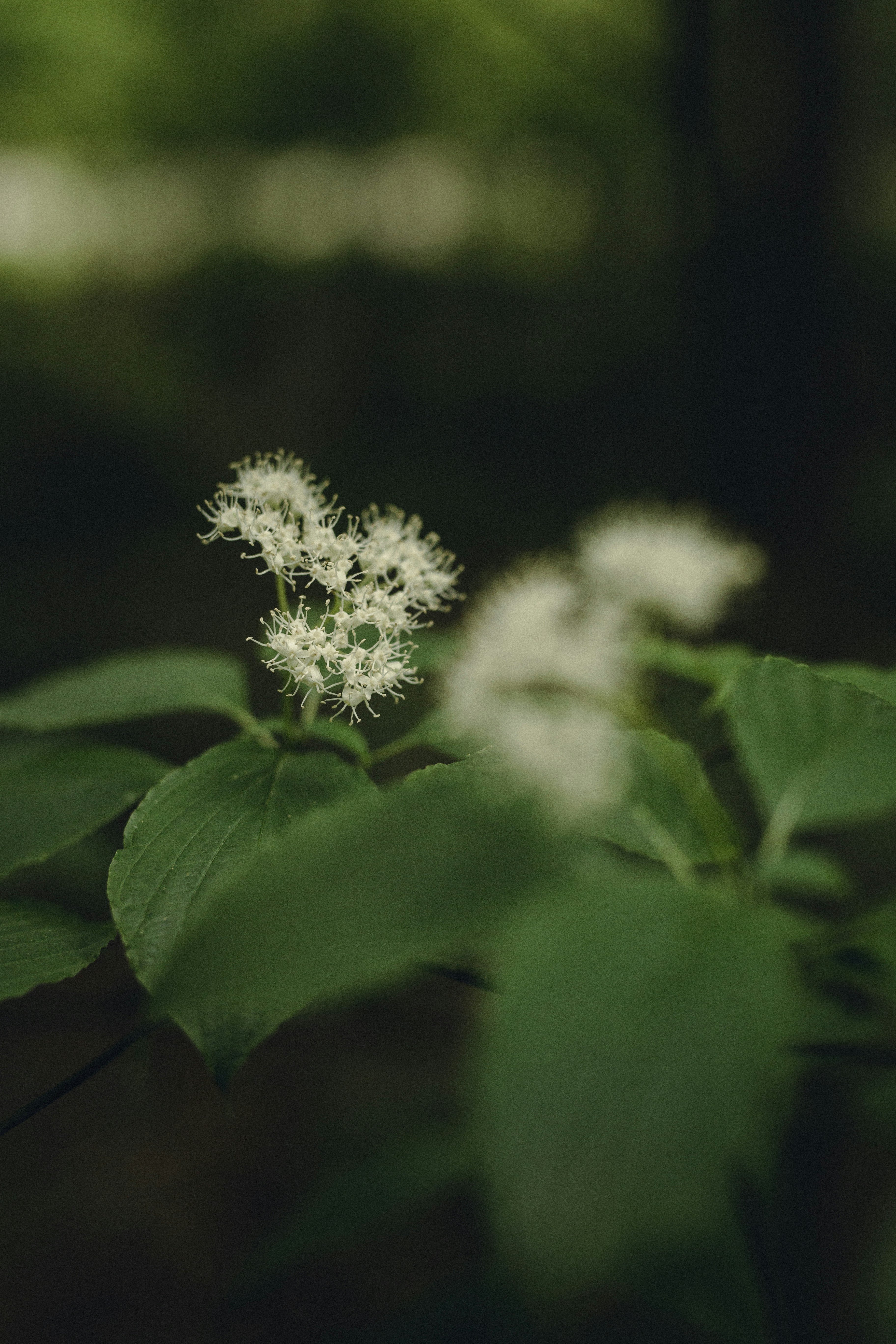 Photo by juliapiach