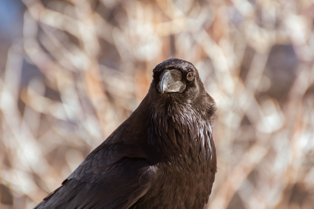 black bird on brown tree branch during daytime