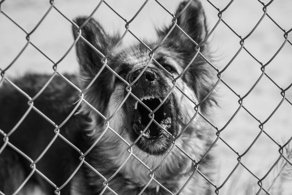 grayscale photo of german shepherd