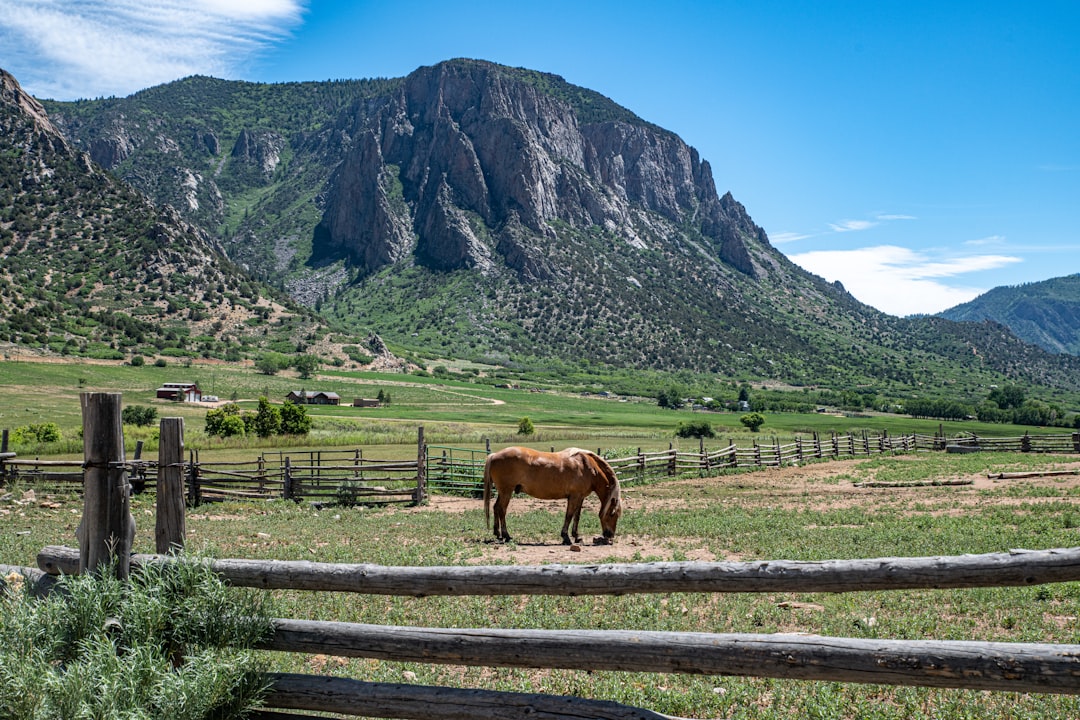 brown cow on green grass field near mountain under blue sky during daytime