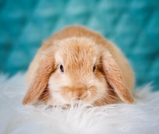 brown rabbit on white textile