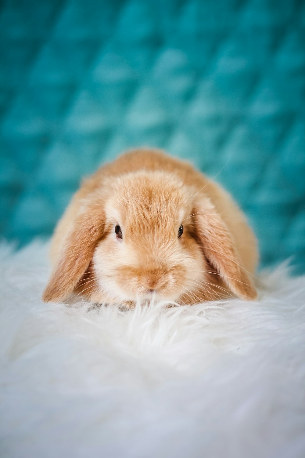 lapin marron sur textile blanc