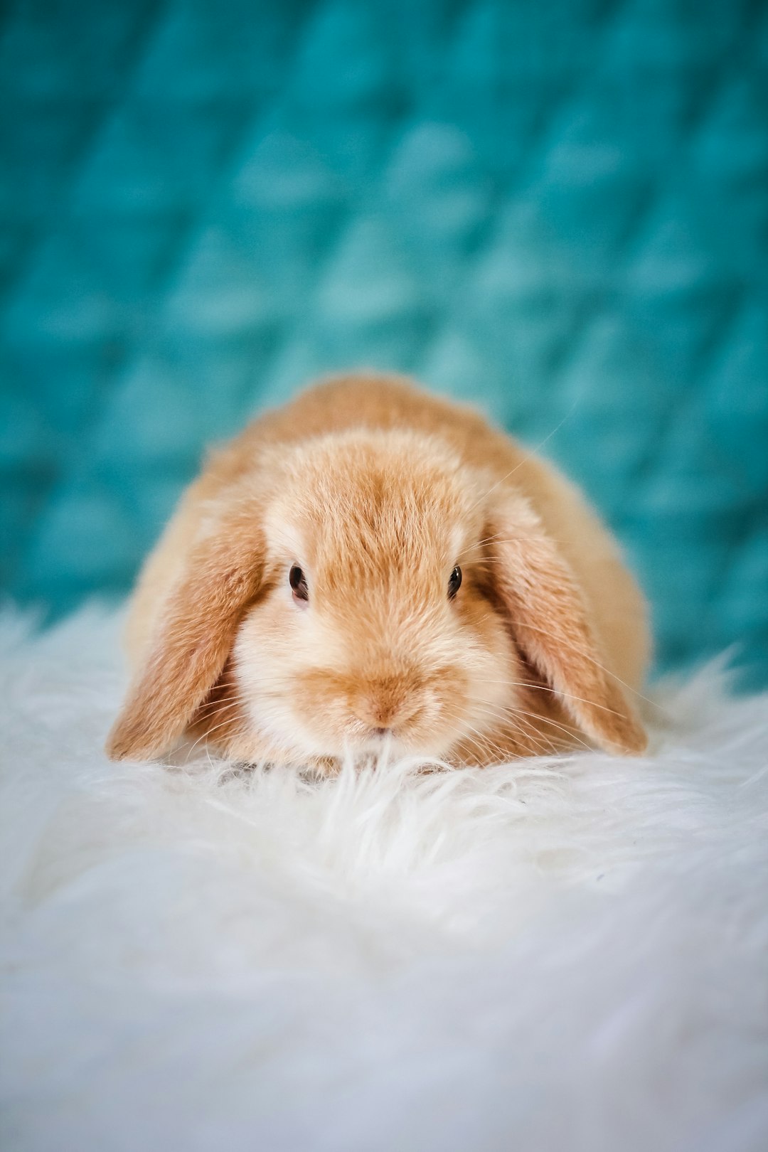  brown rabbit on white textile rabbit